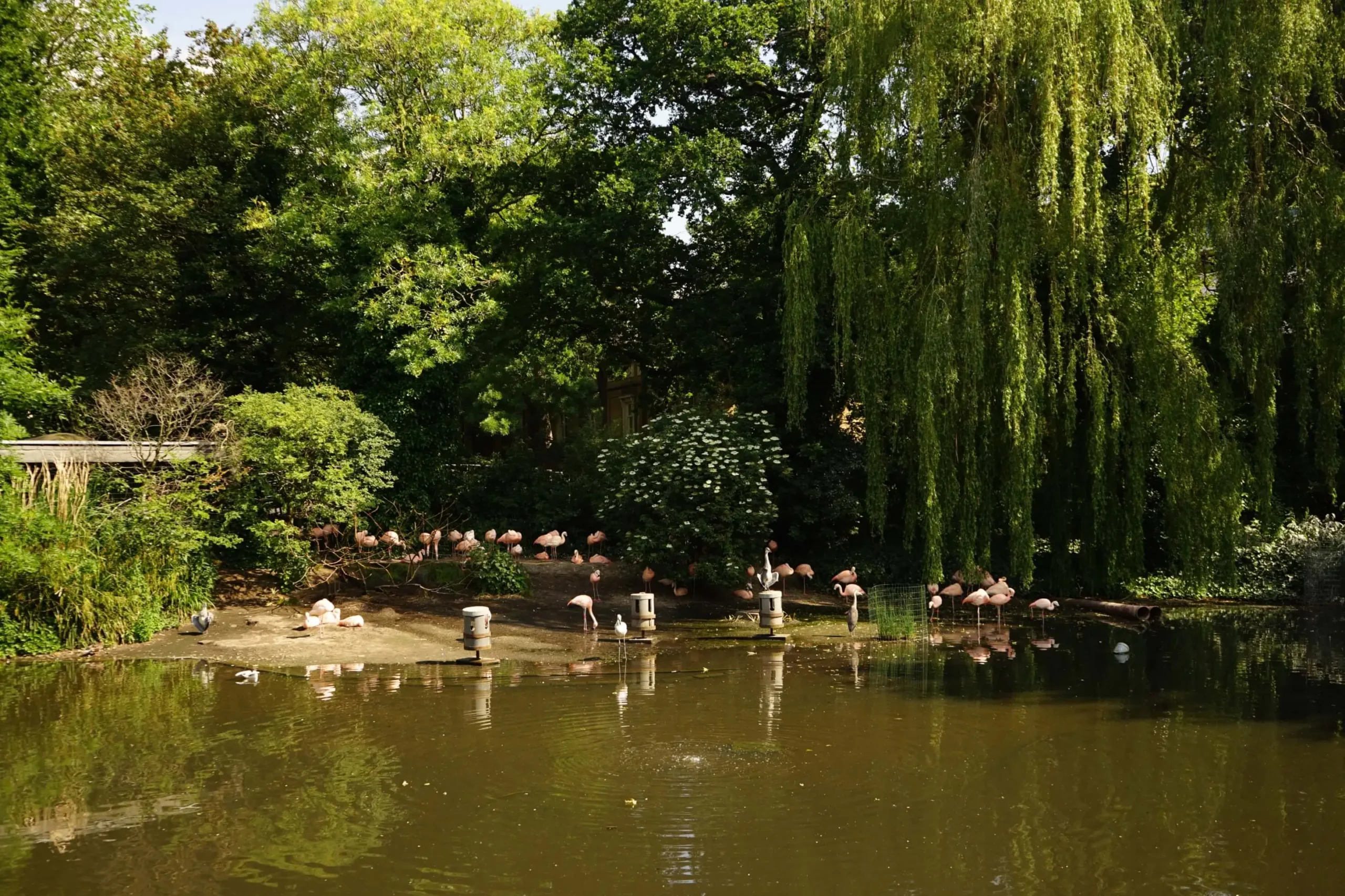 Pink Flamingos at Artis Zoo in Amsterdam